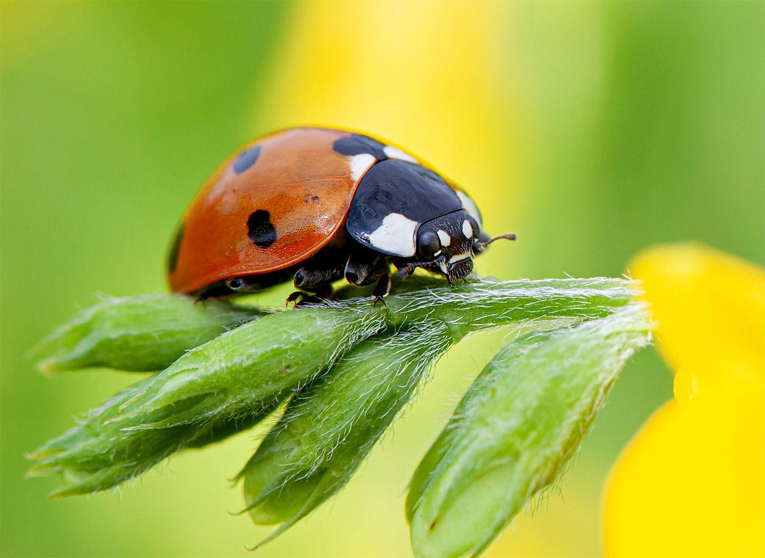 Asiatische Konkurrenz für heimische Marienkäfer Natur derStandard