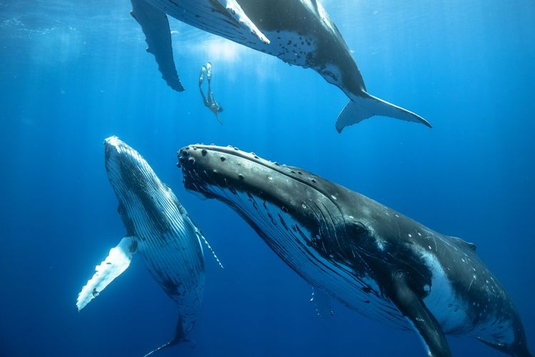 Drei Wale schwimmen knapp unter der Meeresoberfläche. Dazwischen ist winzig ein Taucher zu sehen.