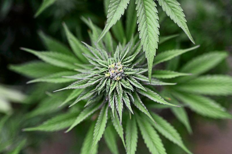 Rund eine Tonne Cannabis in Wien sichergestellt