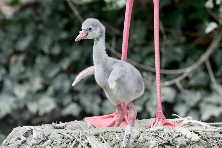 Ein graues Flamingoküken mit mausgrauem Dunenkleid steht auf einem Nest, umgeben von Federn. Im Hintergrund sind die langen, rosafarbenen Beine eines ausgewachsenen Flamingos sowie unscharfe grüne Vegetation zu sehen. Aufnahme im Tiergarten Schönbrunn in Wien.