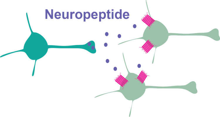 Schematische Darstellung der Neuropeptid-Signalübertragung (lila) zwischen Nervenzellen. Rezeptoren in Pink.