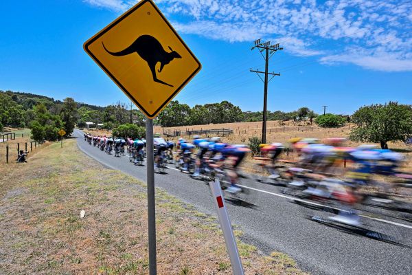 zwei-k-ngurus-kollidierten-mit-peloton-bei-tour-down-under