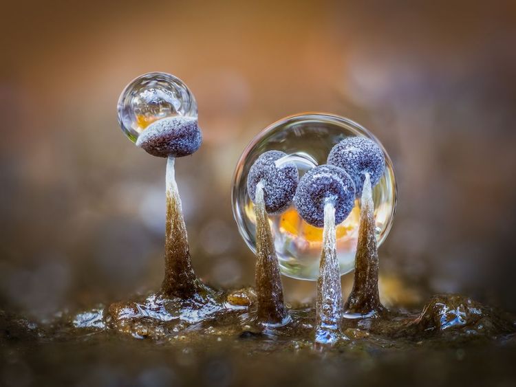 Schleimpilze und Regentropfen: Das Foto stammt von Barry Webb.