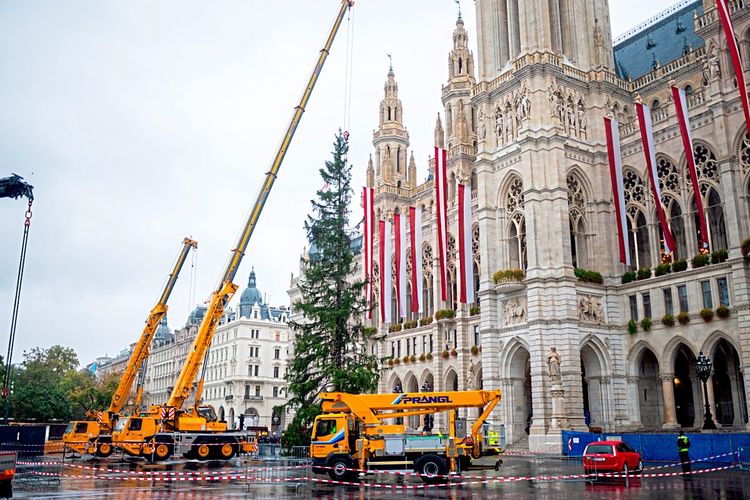 Zwei Lastkräne stellen den 28 Meter hohen Christbaum auf dem Rathausplatz auf