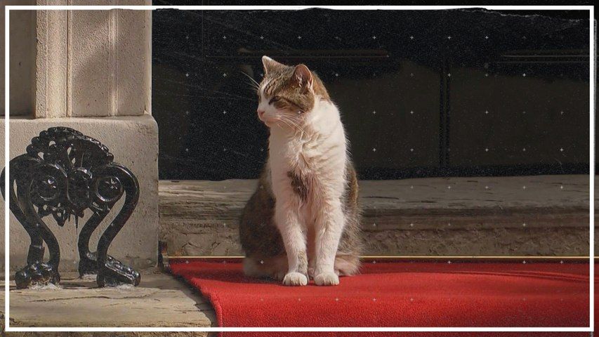 Kater Larry auf dem roten Teppich in London Video derStandard.at