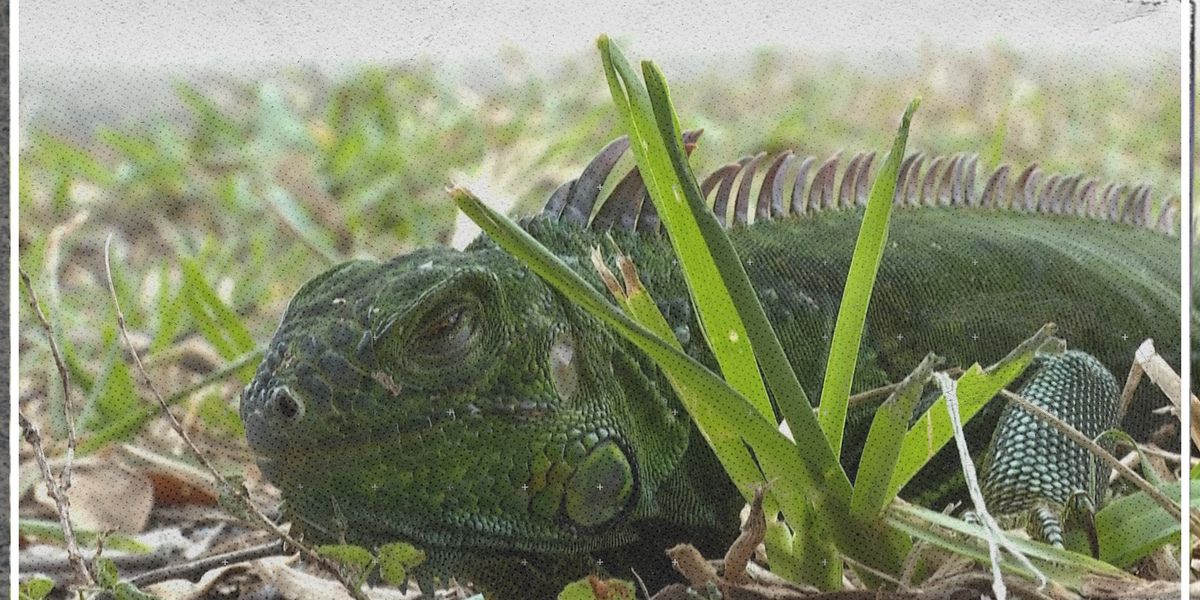 Warum in Florida Leguane von den Bäumen fallen Video derStandard.de