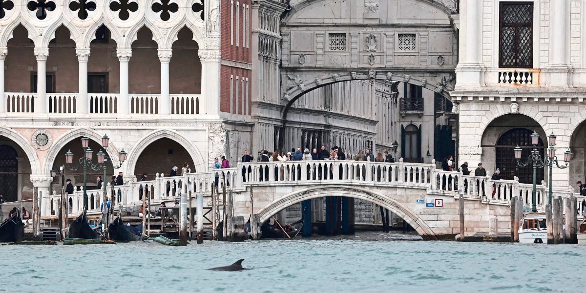 Delfin nahe Rialtobrücke im Canal Grande in Venedig gesichtet