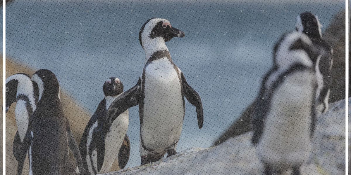 Vogelgrippe gefährdet Pinguine - Video - derStandard.at › Video