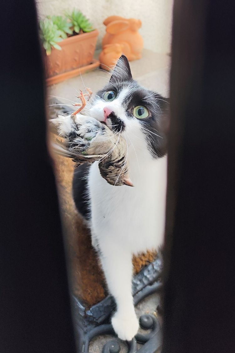 kann ich meine katze befriedigen Befriedigen sich Katzen selbst? main image 1