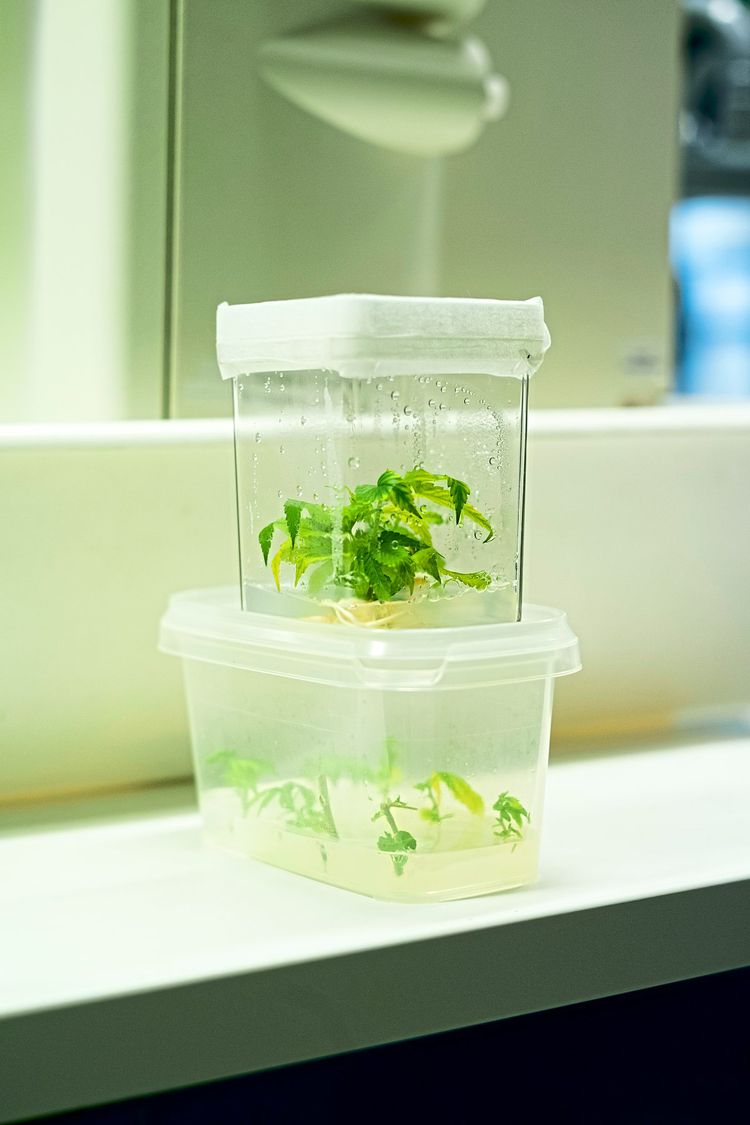 Teile einer Cannabispflanze in durchsichtigen Kunststoffbehältern stehen auf einem Labortisch