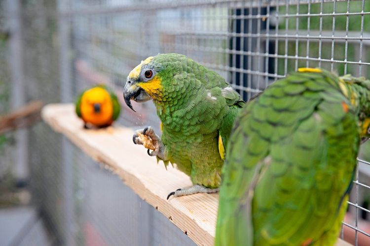 Papageien essen mithilfe ihrer Zehen – auch den Nachmittagssnack.