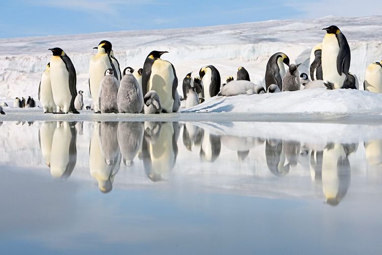 Kaiserpinguine, Jungtiere und ausgewachsene Exemplare, stehen am Rand einer Pfütze auf dem Eis, die ihre Körper widerspiegelt.