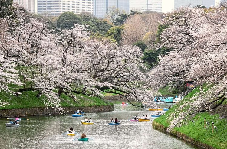 Spät, aber doch präsentieren sich die Kirschbäume in Tokio in voller Pracht.