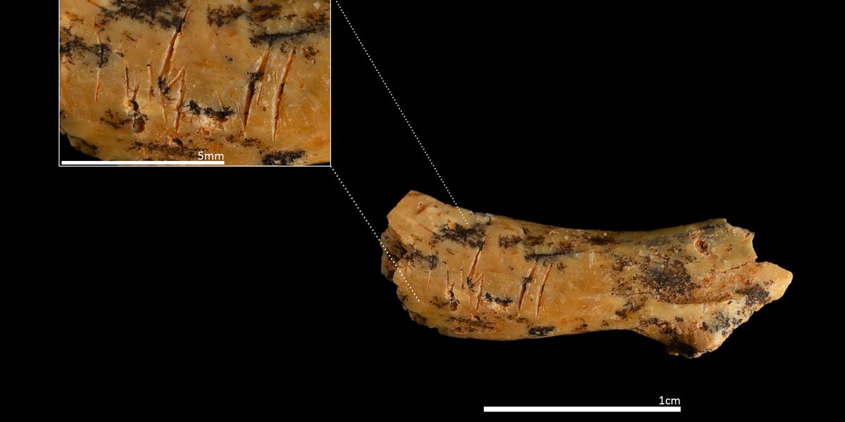Kannibalismus: Vor 850.000 Jahren enthauptetes Kleinkind gibt Rätsel auf