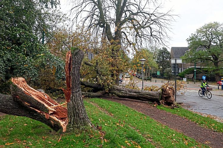 In Belgien brach der Sturm Bäume um.
