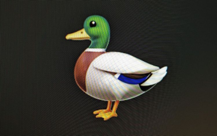 Muss künftig nicht mehr ungewollt für ducking Schimpftiraden herhalten: die Ente.