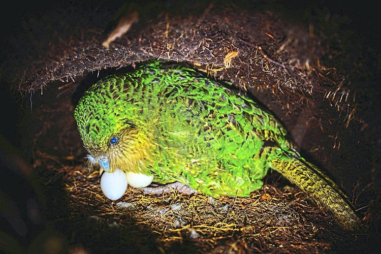 Kakapo mit Eiern im Nest