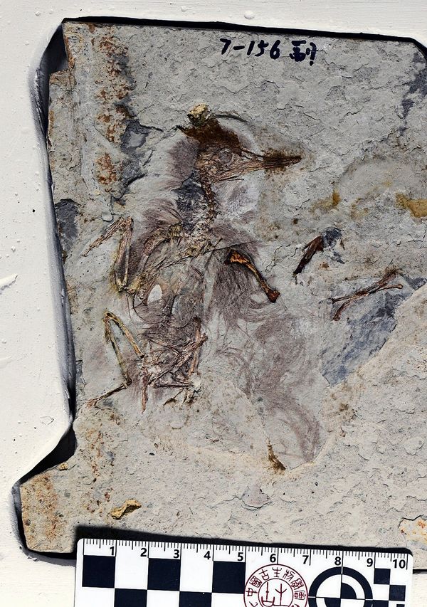 Urzeitlicher-Vogel-erstickte-an-Steinen-und-niemand-wei-warum