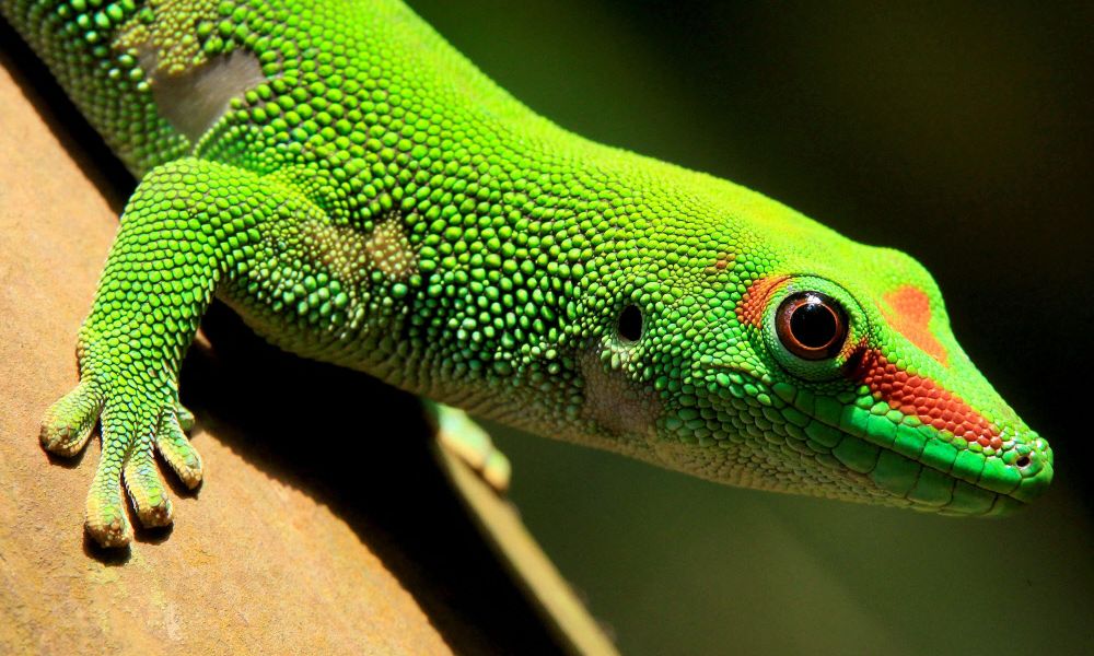 Corona-Gremium Gecko schließt Einschränkungen und \