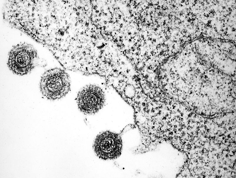 Virale Spuren aus ferner Vergangenheit entdeckt