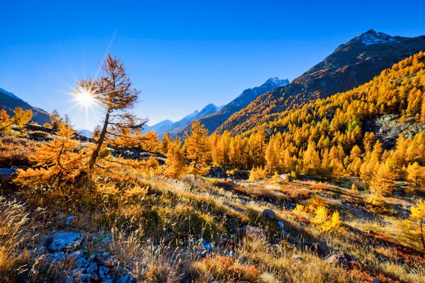 Baumgrenzen-verschieben-sich-vielerorts-auch-abw-rts