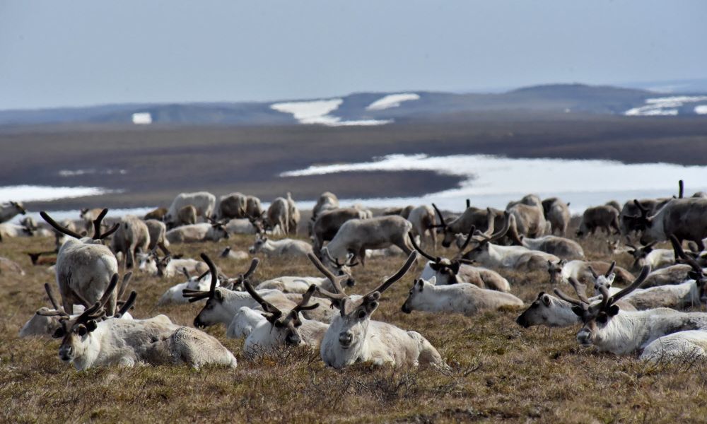 Beunruhigendes Ergebnis: Methan entweicht dem sibirischen Permafrost - Vimarsana News