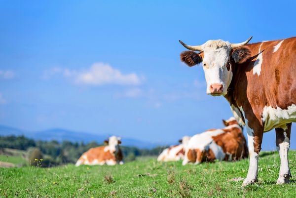 Kuhmilch-vs-Hafermilch-wie-haltet-ihr-es-