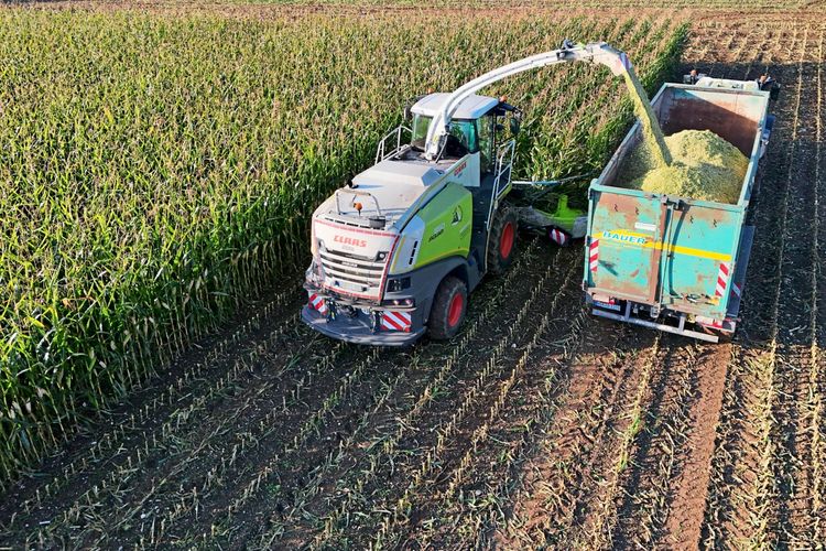 Preisschock bei Dngemitteln: Krieg in Golfregion setzt Landwirtschaft  weltweit unter Druck, auch in sterreich - Wirtschaft - derStandard.at   Wirtschaft