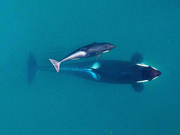 Orcas, Jungtier
