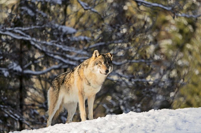 Toter Wolf im Mühlviertel entdeckt: Kein Abschuss verordnet