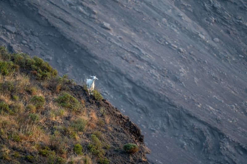 Ferieninsel Stromboli beklagt Ziegenplage: "Man findet sie sogar im Bett"