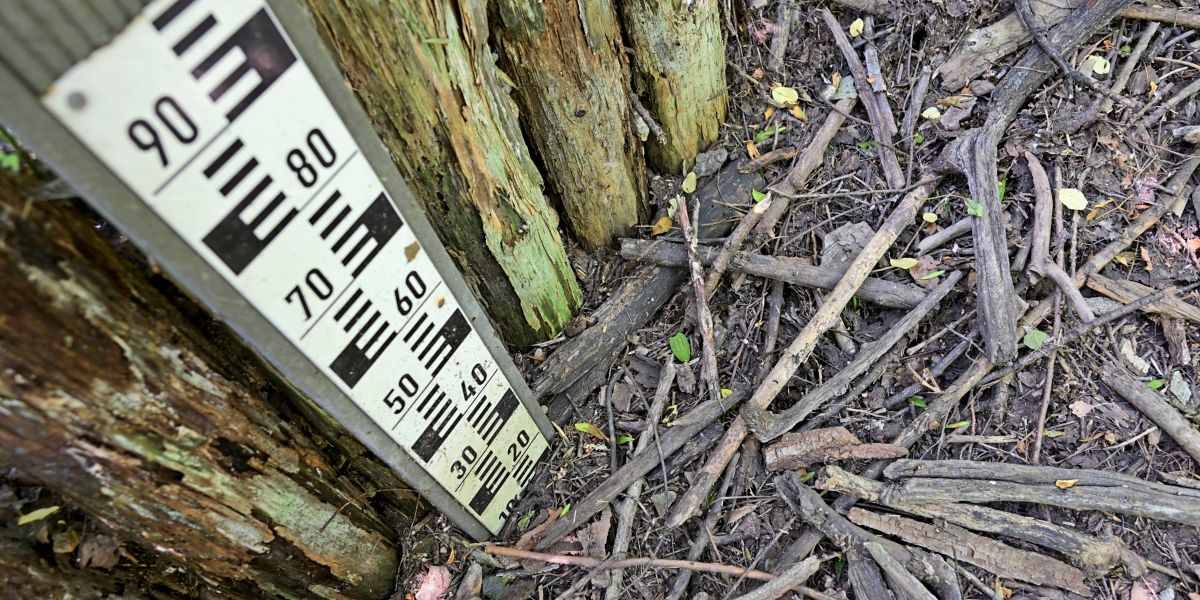 WWF warning of species extinction in the Lower Lobau