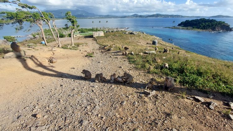Auf der Insel fällt von rechts nach links der lange, schmale Schatten eines abgestorbenen Baumes, in dem sich in einer Reihe acht Makaken versammelt haben.