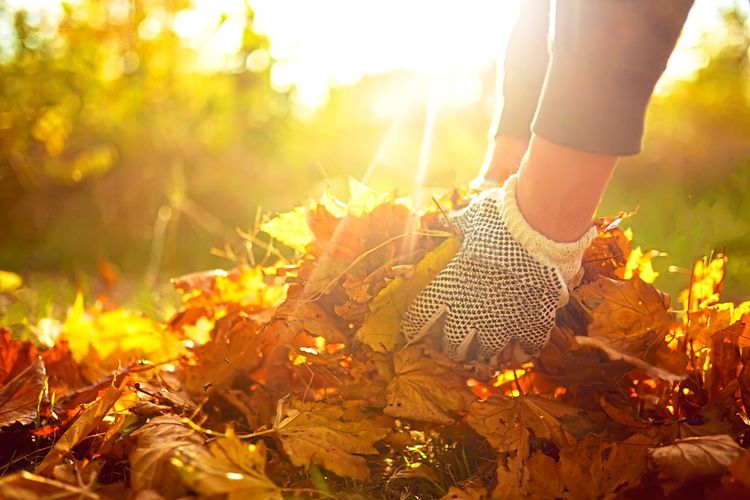 Herbstlaub wird von Händen in Gartenhandschuhen aufgehoben, Sonneneinstrahlung von hinten
