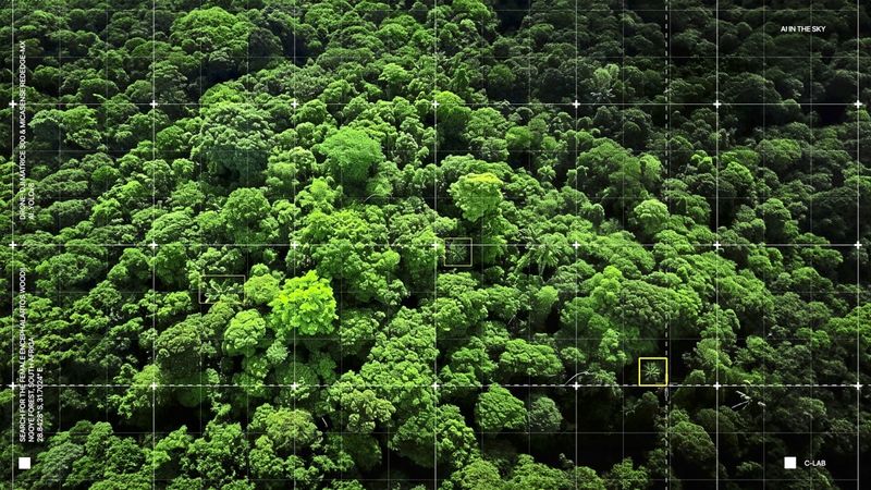 Wie ein Palmfarn mit Drohnen und KI vor dem Aussterben gerettet werden soll