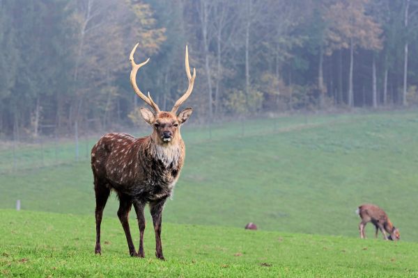 Was-steckt-hinter-dem-hinter-dem-angeblichen-Todesplan-f-r-Sika-Hirsche-