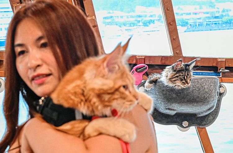 Eine Kunding hält ihre Katze auf der Royal Albatross, einem luxuriösen Großsegler, der in den Gewässern Singapurs Segelerlebnisse anbietet, bei denen Haustiere erlaubt sind.
