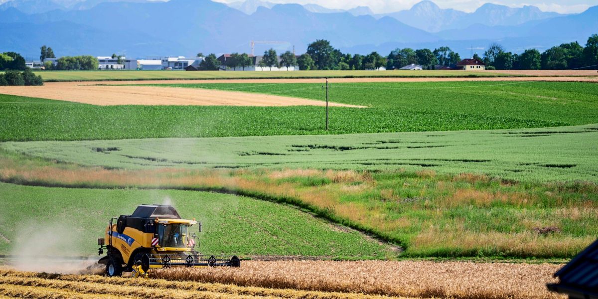 Due to record drought: Farmers expect massive crop failures in grain