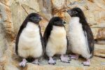 Nachwuchs bei den Nördlichen Felsenpinguinen im Wiener Zoo Schönbrunn