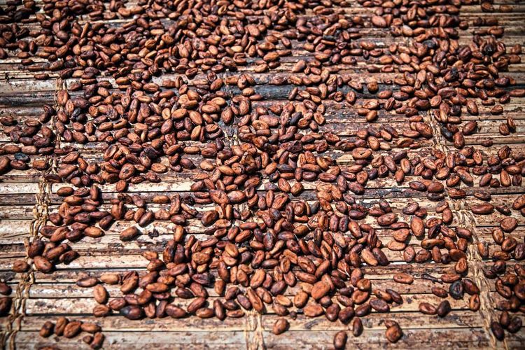Braune Kakaobohnen liegen zum Trocknen aus.