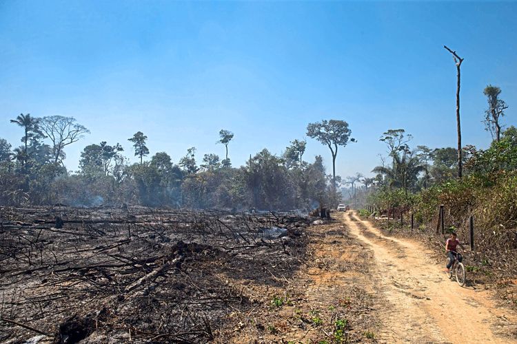 Regenwald Brasilien Brand