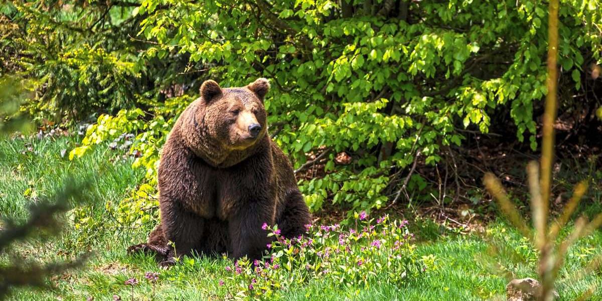 Tötung von Problembären im Trentino vorerst ausgesetzt