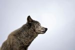 Wolf mit Senderhalsband im Tiroler Bezirk Schwaz erlegt dd129f05 8c4c 4fb5 a6ee 042e22a9cab5