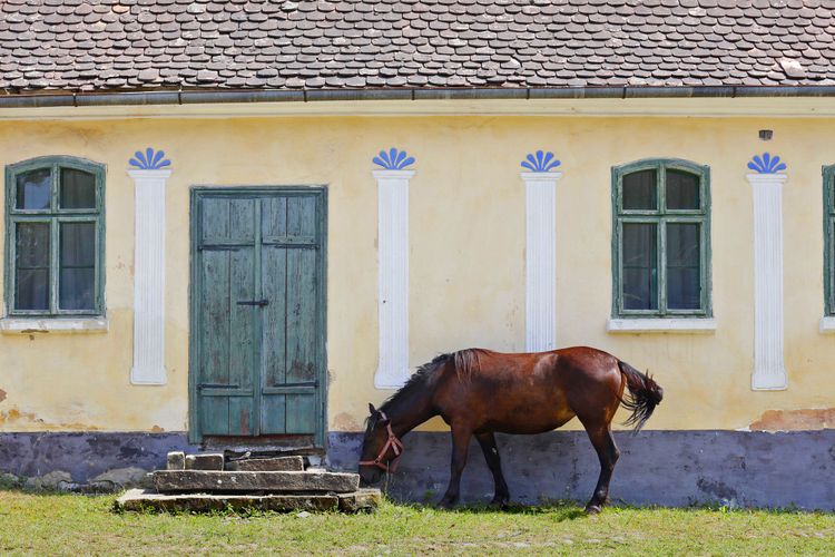 Pferd vor Haus