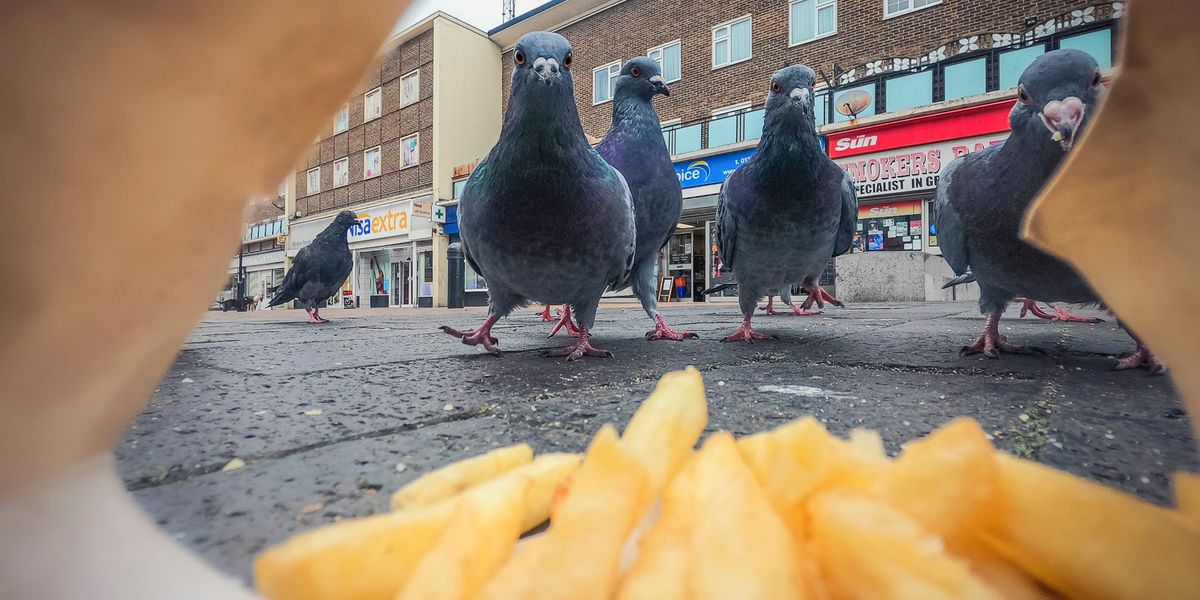 Wo Tauben Pommes fressen, der Hase sprintet und die Füchsin patrouilliert