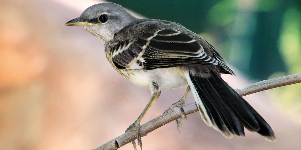 Forscher entschlüsseln den Gesang der Spottdrossel - Natur ...