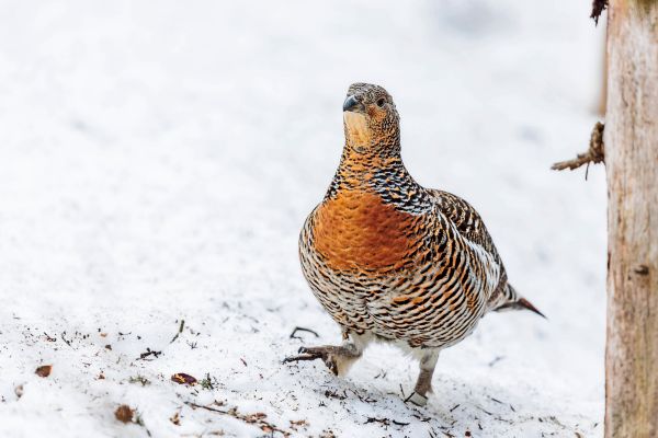 Ringen-um-Lebensraum-f-r-die-anspruchsvollen-Auerh-hner