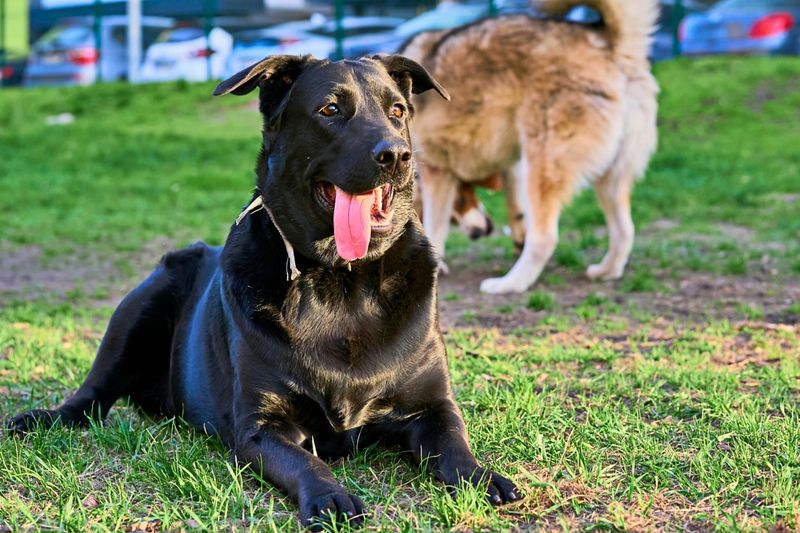 Aggressiver Hund hielt Familie in Münchner Hotelzimmer fest