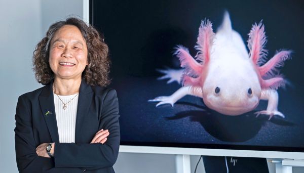 Wittgenstein-Preis-f-r-Axolotlforscherin-Elly-Tanaka
