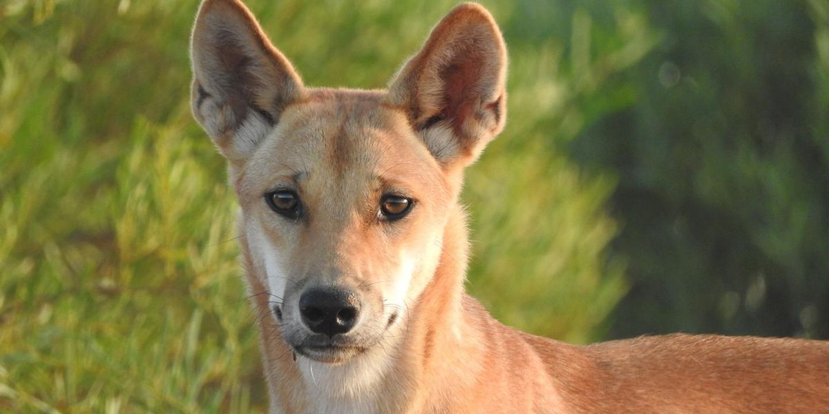 Giftköder haben Dingos gemacht - - derStandard.at ›